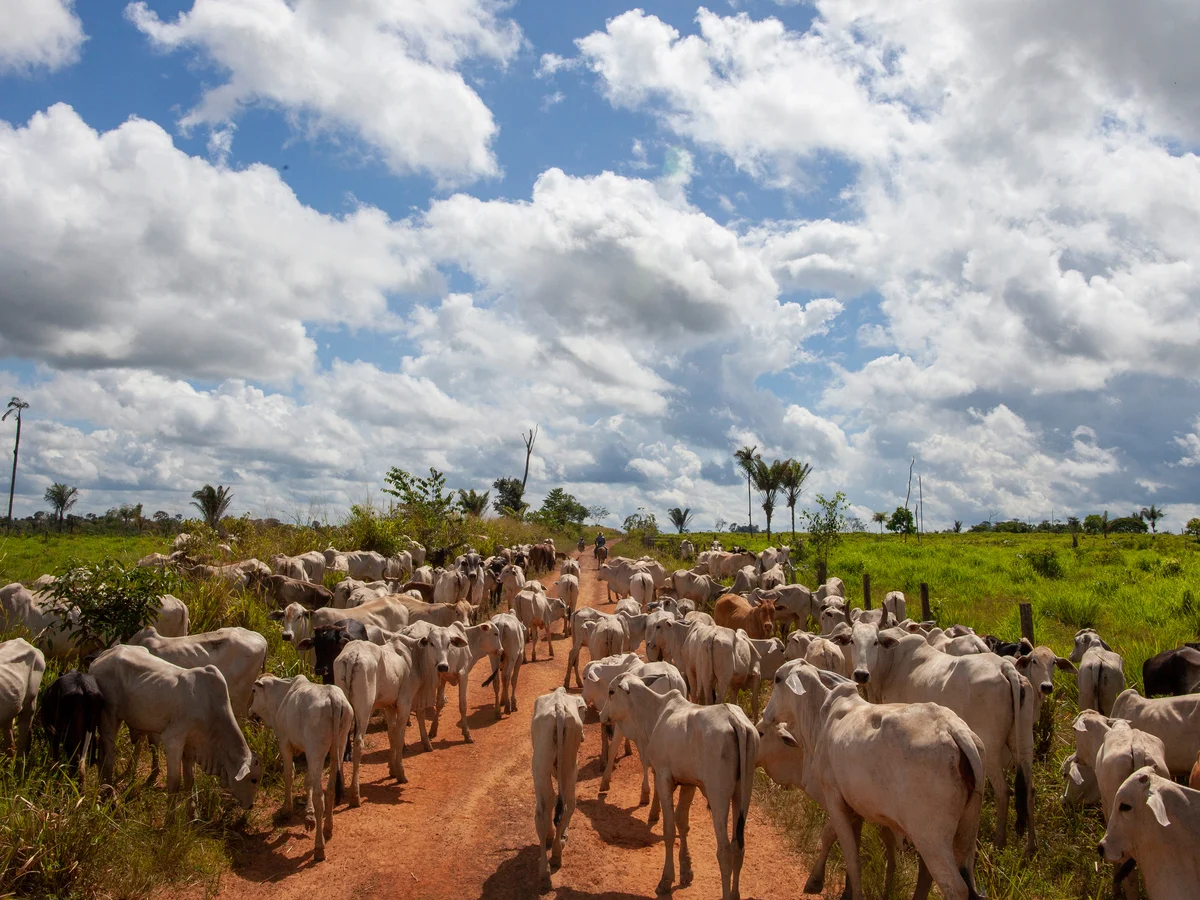 Cattle raised on cleared Amazon land, linking deforestation to leather and meat supply chains